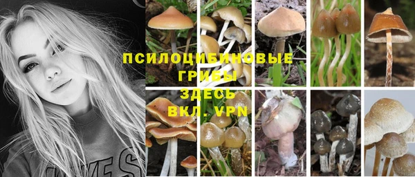 прущие грибы Заволжье