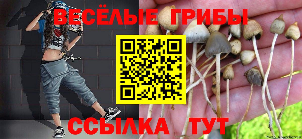 закладки  Большой Камень  Галлюциногенные грибы Psilocybe 